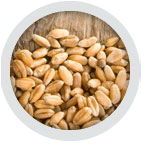 corn seed
